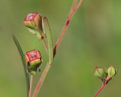 Ludwigia virgata