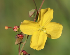 Ludwigia virgata