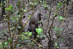 Java Warty Pig photo 2