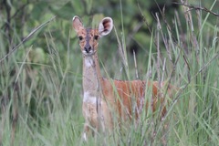Tragelaphus scriptus bor