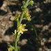 Downy Agrimony - Photo (c) John Hilty, some rights reserved (CC BY-NC)