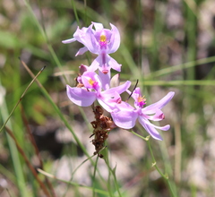Calopogon pallidus
