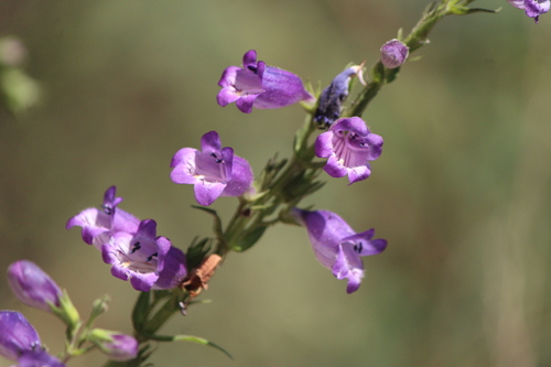 Image of Penstemon campanulatus by (c) José Belem Hernández Díaz, some rights reserved (CC BY)