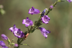 Penstemon campanulatus