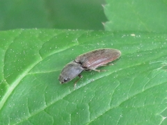 Athous haemorrhoidalis