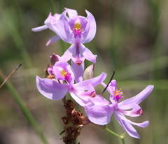 Calopogon pallidus
