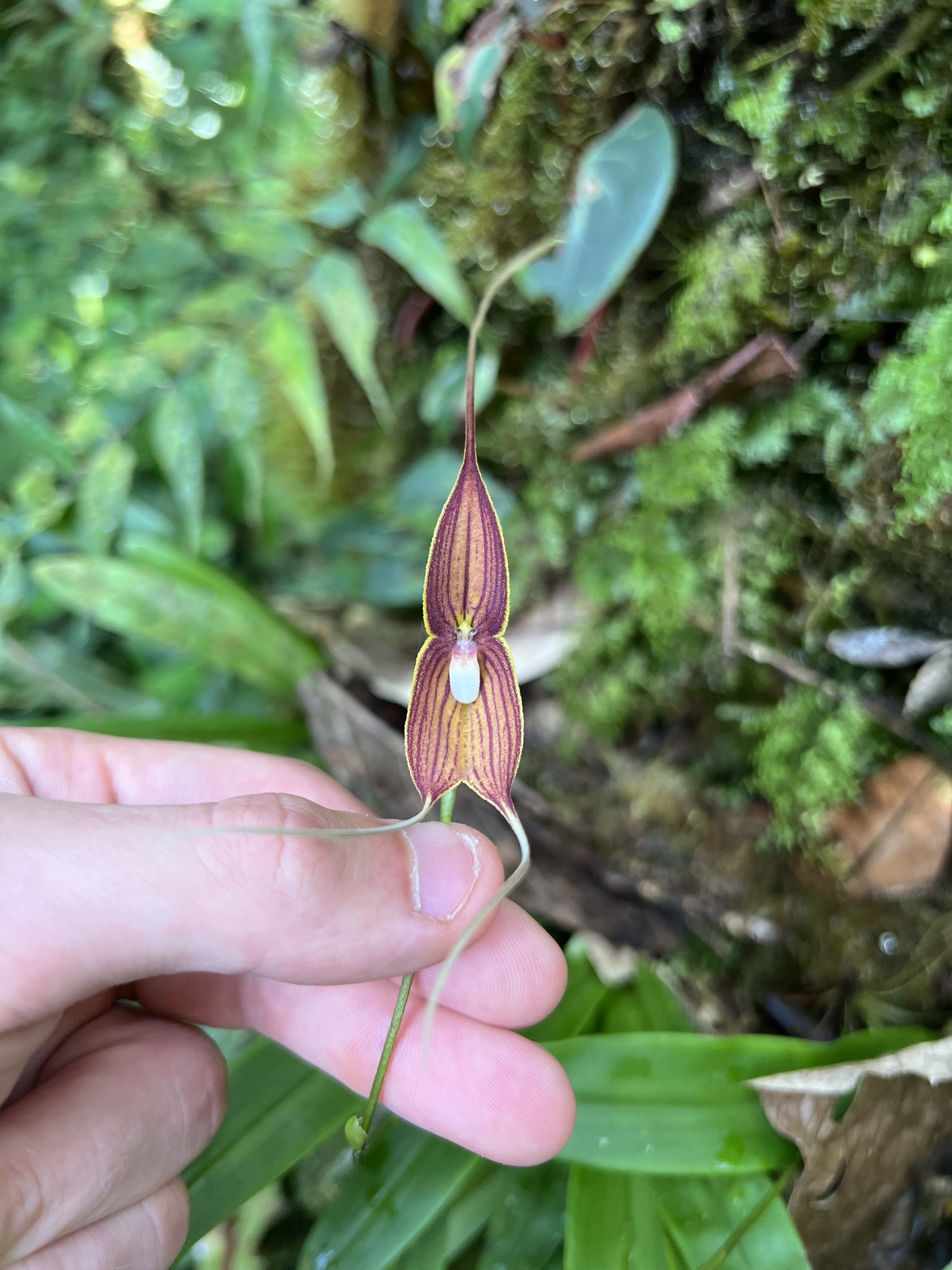 Imagem de Orquídea Drácula
