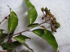 Vismia guianensis