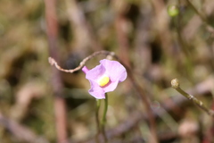 Utricularia resupinata