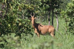 Alcelaphus buselaphus lelwel