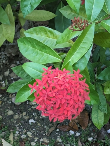 Ixora coccinea