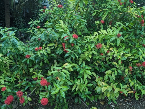 Ixora coccinea