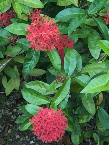 Ixora coccinea