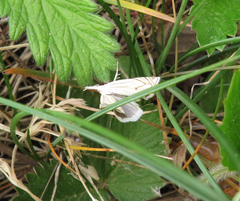 Crambus lathoniellus