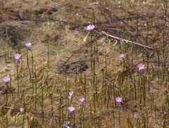 Utricularia resupinata