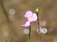 Utricularia resupinata