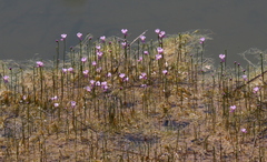 Utricularia resupinata