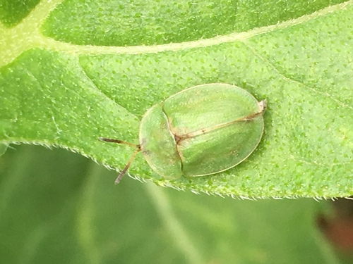 Thistle Tortoise Beetle photo 5