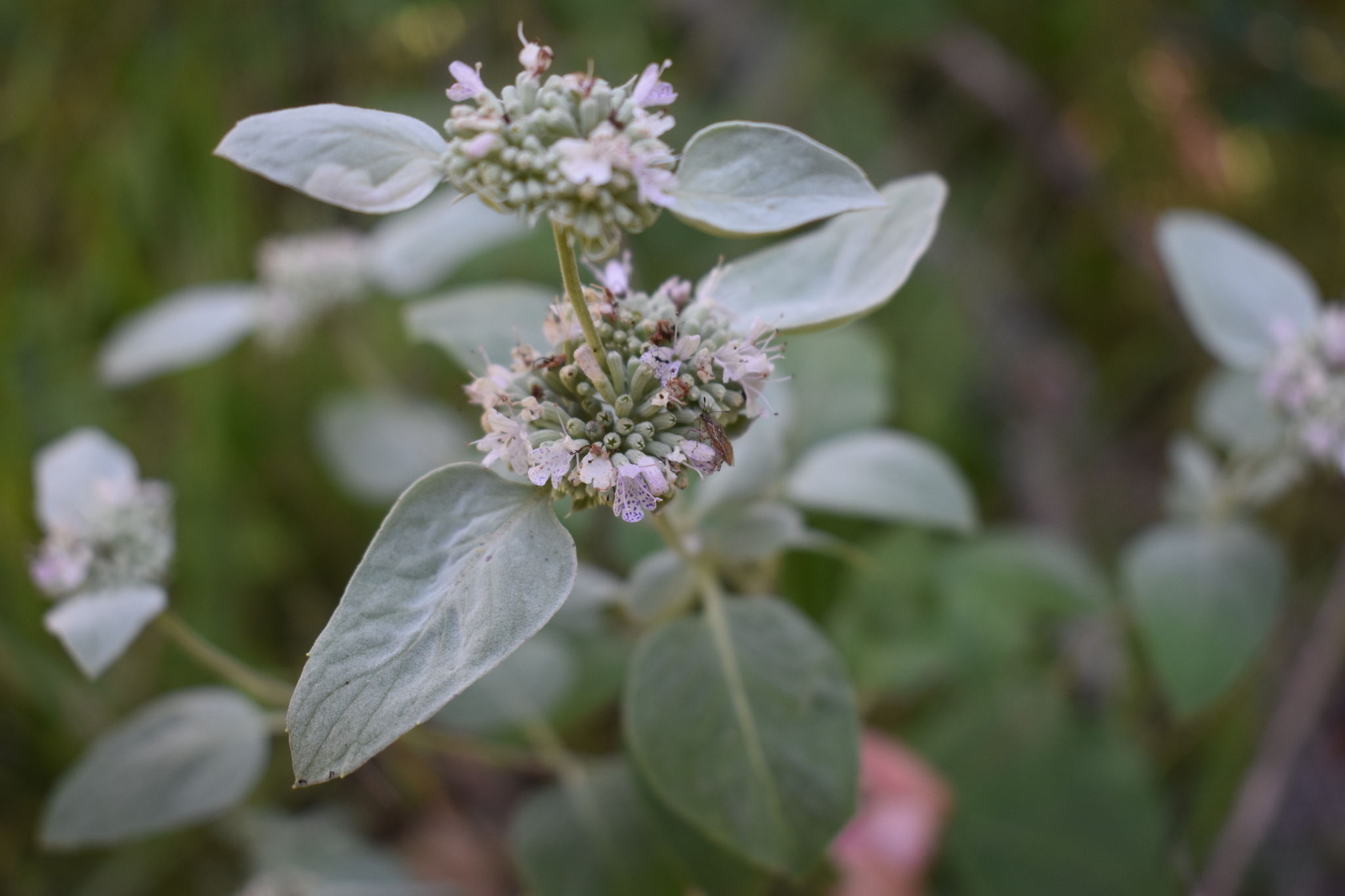 Pycnanthemum curvipes