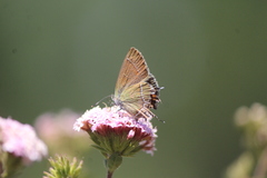 Callophrys xami xami