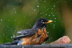 American Robin photo 6