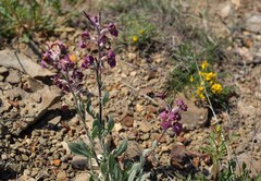 Matthiola odoratissima