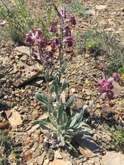 Matthiola odoratissima