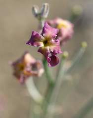 Matthiola odoratissima