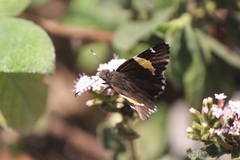 Thorybes pseudocellus