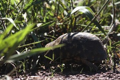 Kinixys belliana