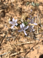 Eriastrum eremicum eremicum