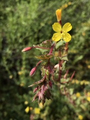Camissoniopsis intermedia