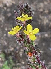 Camissoniopsis intermedia