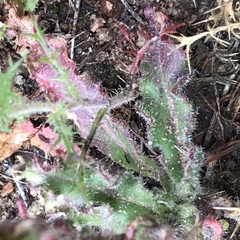 Camissoniopsis intermedia