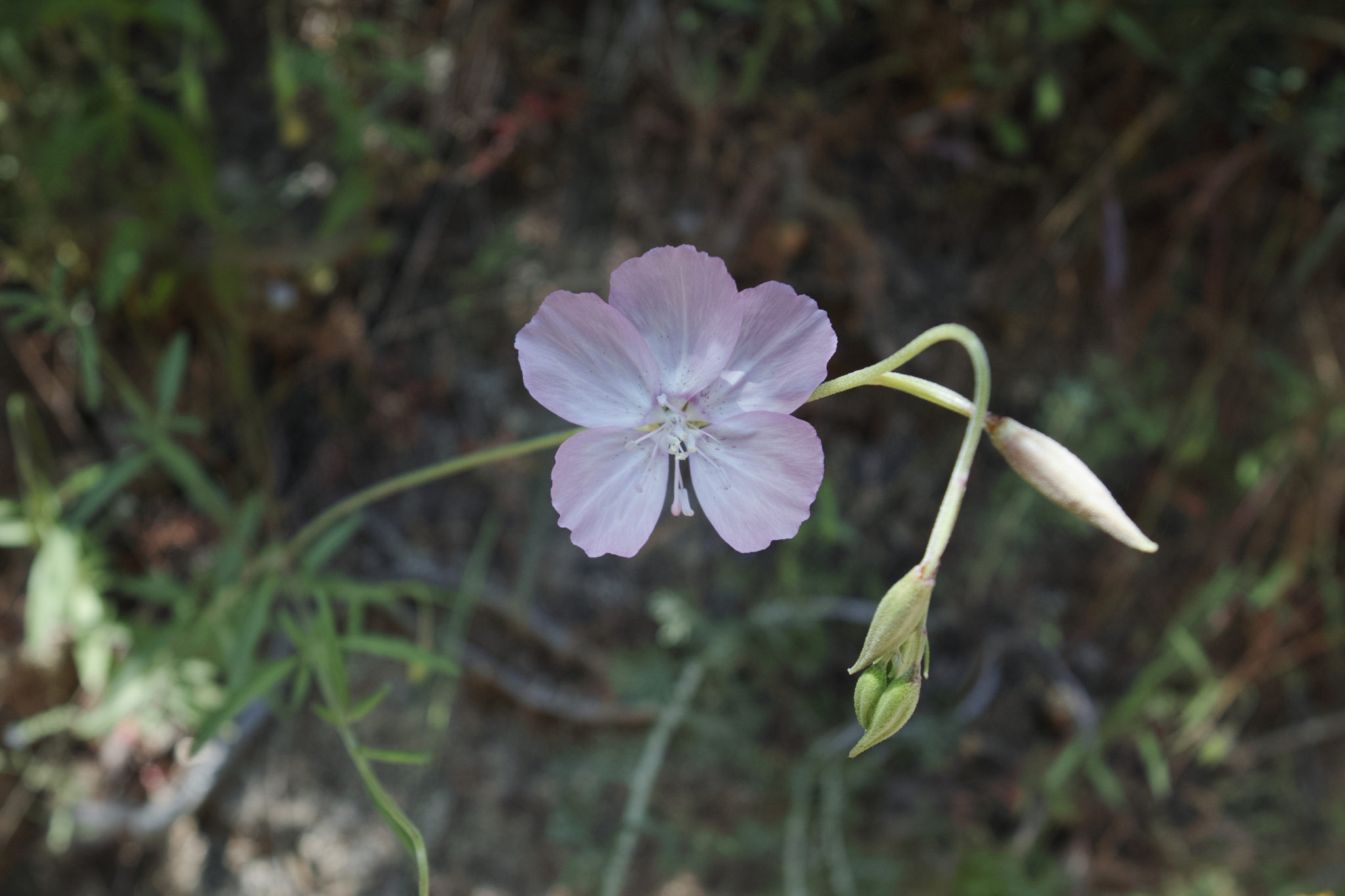 Clarkia dudleyana