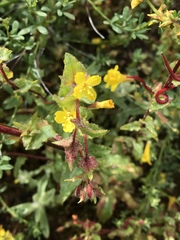 Camissoniopsis intermedia