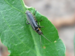 Cantharis obscura