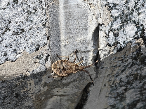 Dock Bug