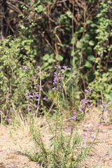 Penstemon campanulatus