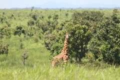 Giraffa camelopardalis antiquorum