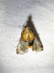 Cacozelia basiochrealis