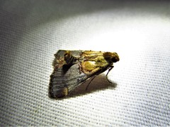 Cacozelia basiochrealis