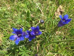 Gentiana clusii