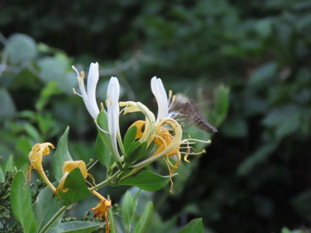 Pawpaw Sphinx from Spicewood, Austin, TX, USA on June 25, 2024 at 08:37 ...