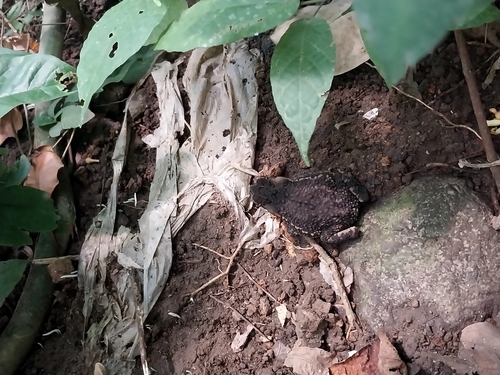 Ingerophrynus biporcatus