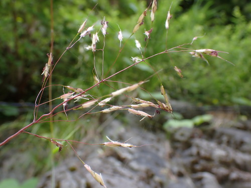 Spodiopogon depauperatus iNat (1)