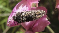 Acmaeodera connexa