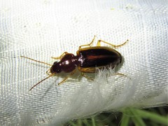 Agonum pallipes