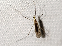 Gonomyia sulphurella