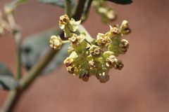 Asclepias similis
